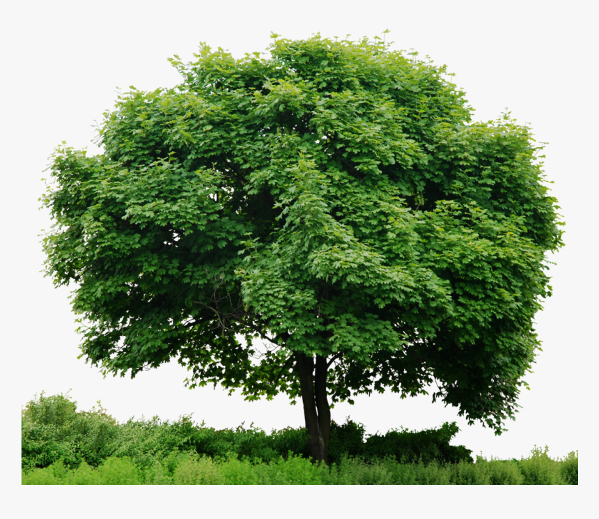 Detail Tree Png File Nomer 21