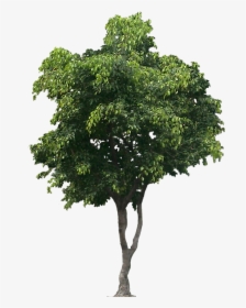 Detail Tree Png File Nomer 30