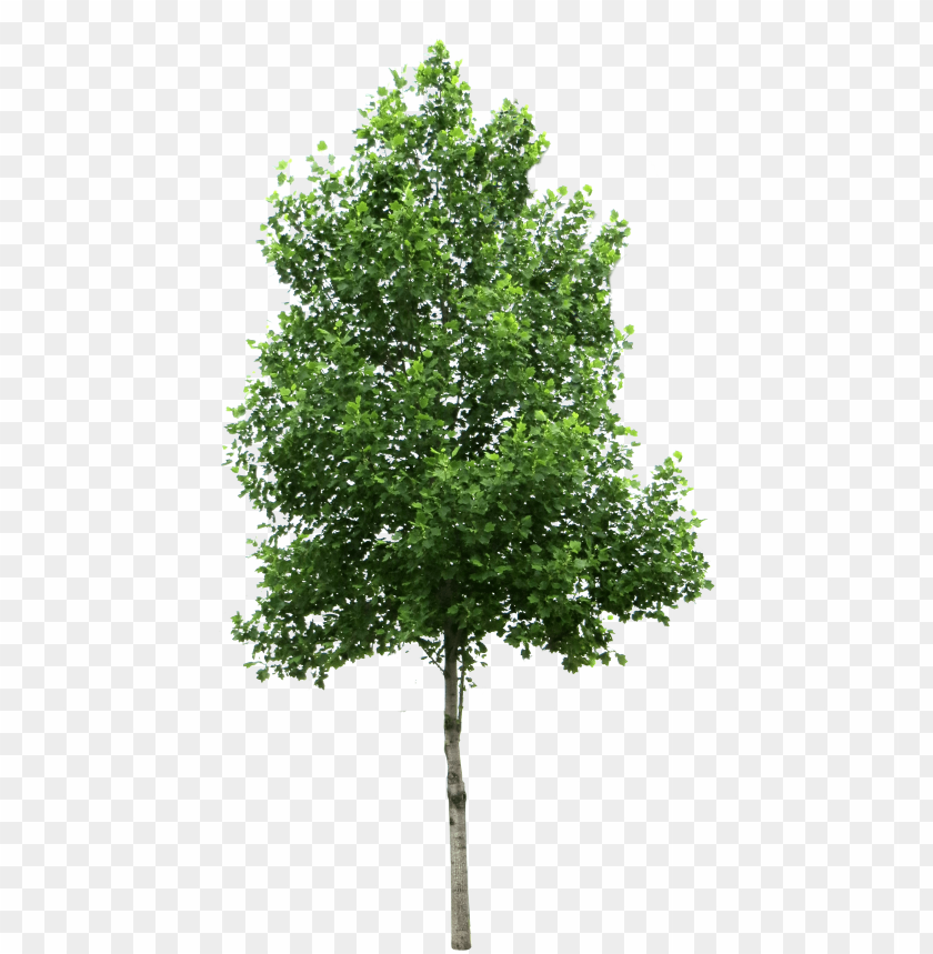 Detail Tree Png File Nomer 31