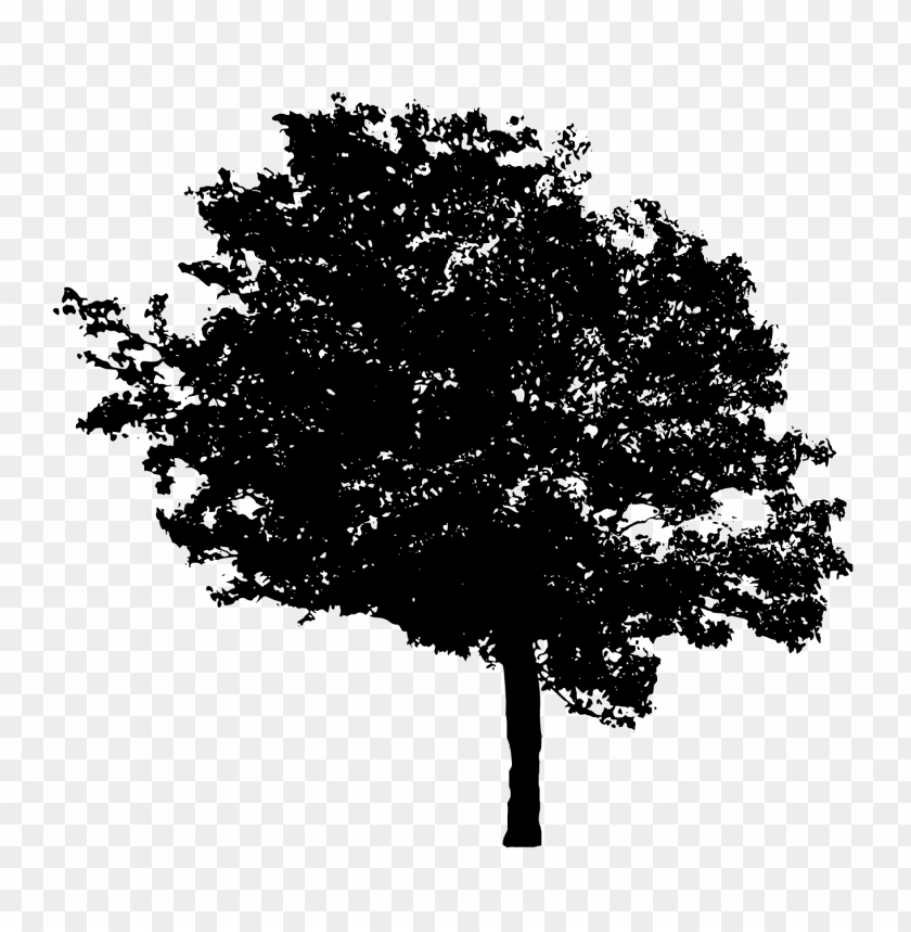 Detail Tree Png File Nomer 39