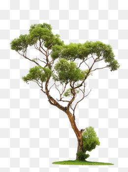 Detail Tree Png File Nomer 50