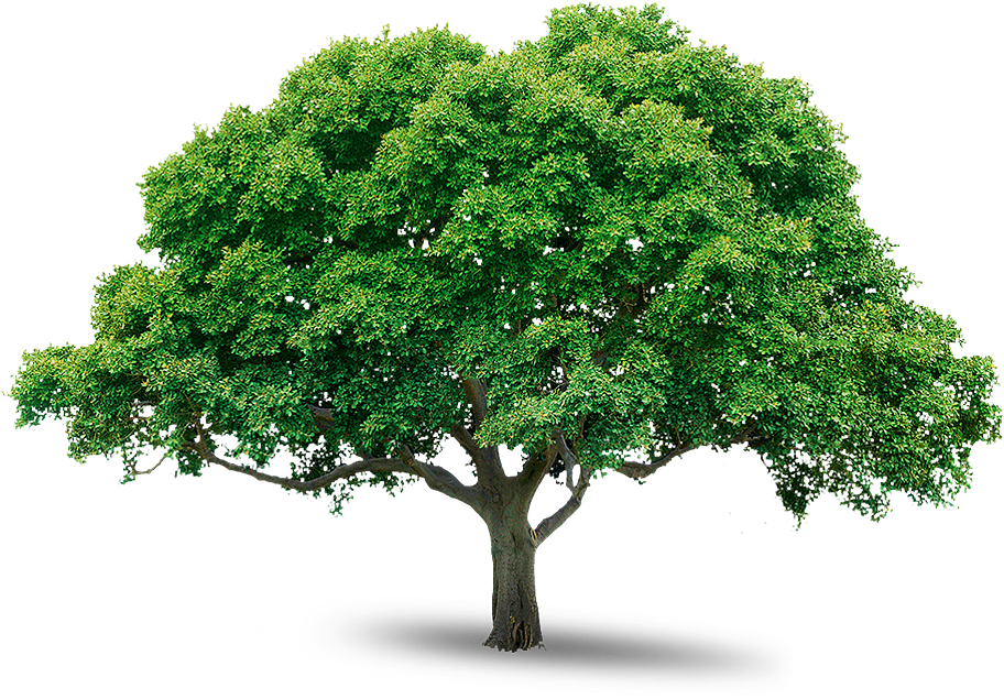 Detail Tree Png File Nomer 7