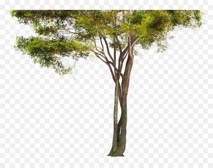 Detail Tree Png Hd Nomer 17