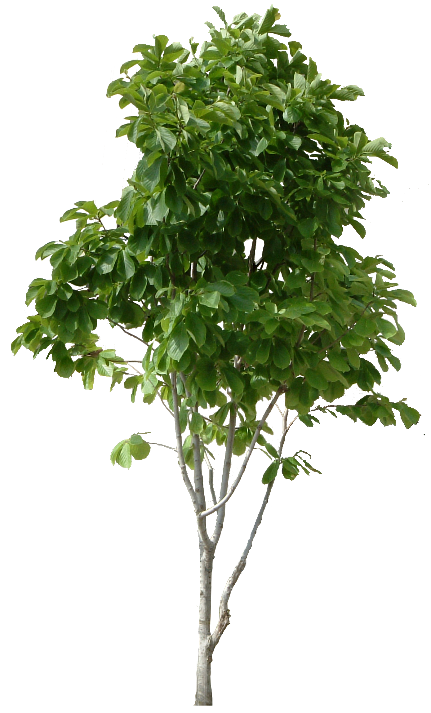 Detail Tree Png Hd Nomer 23