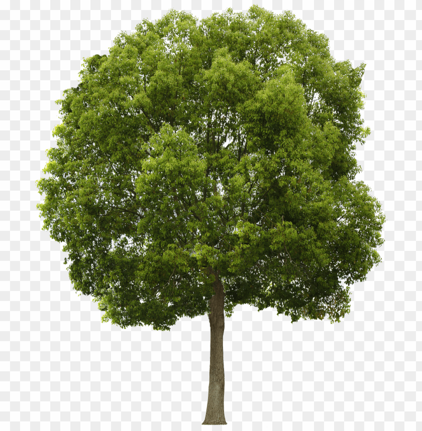 Detail Tree Png Photoshop Nomer 10