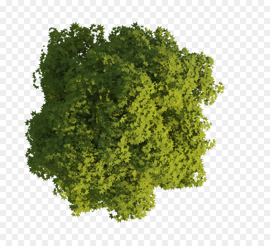 Detail Tree Png Plan Nomer 19