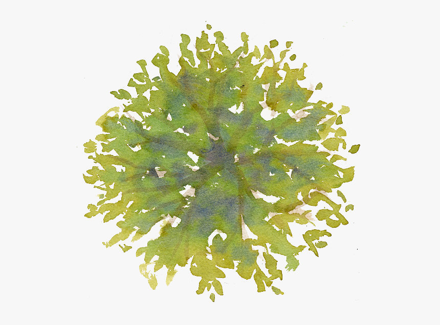 Detail Tree Png Plan Nomer 27
