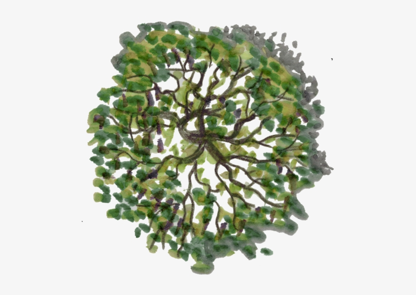 Detail Tree Png Plan Nomer 29