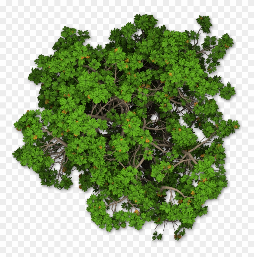 Detail Tree Png Plan Nomer 32