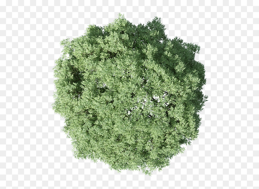 Detail Tree Png Plan Nomer 33