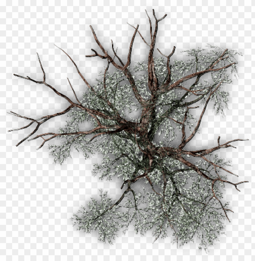 Detail Tree Png Plan Nomer 41