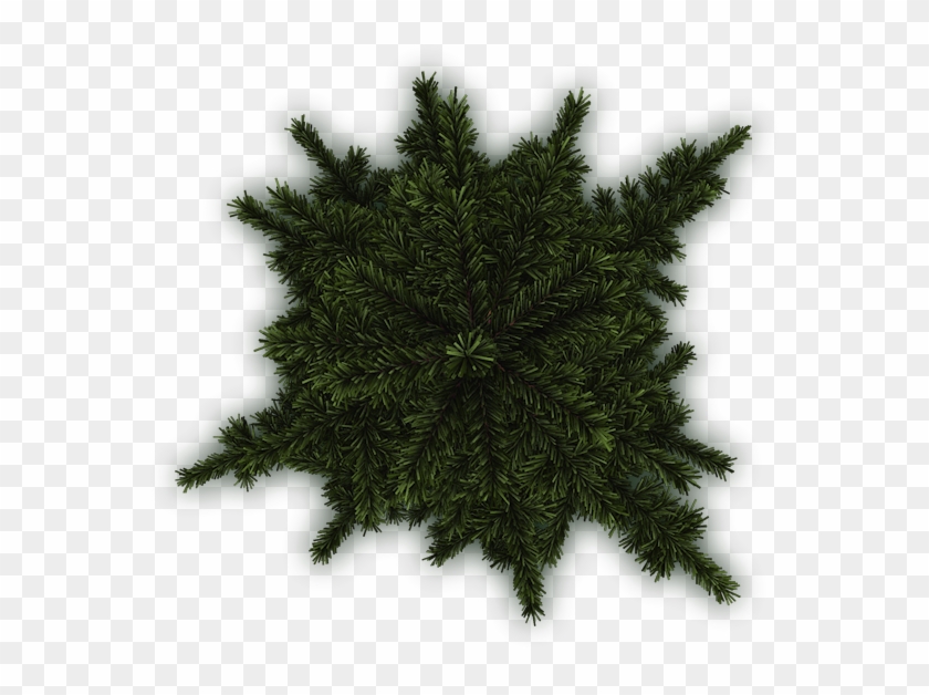Detail Tree Png Plan Nomer 42