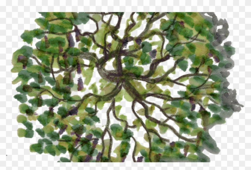 Detail Tree Png Plan Nomer 47