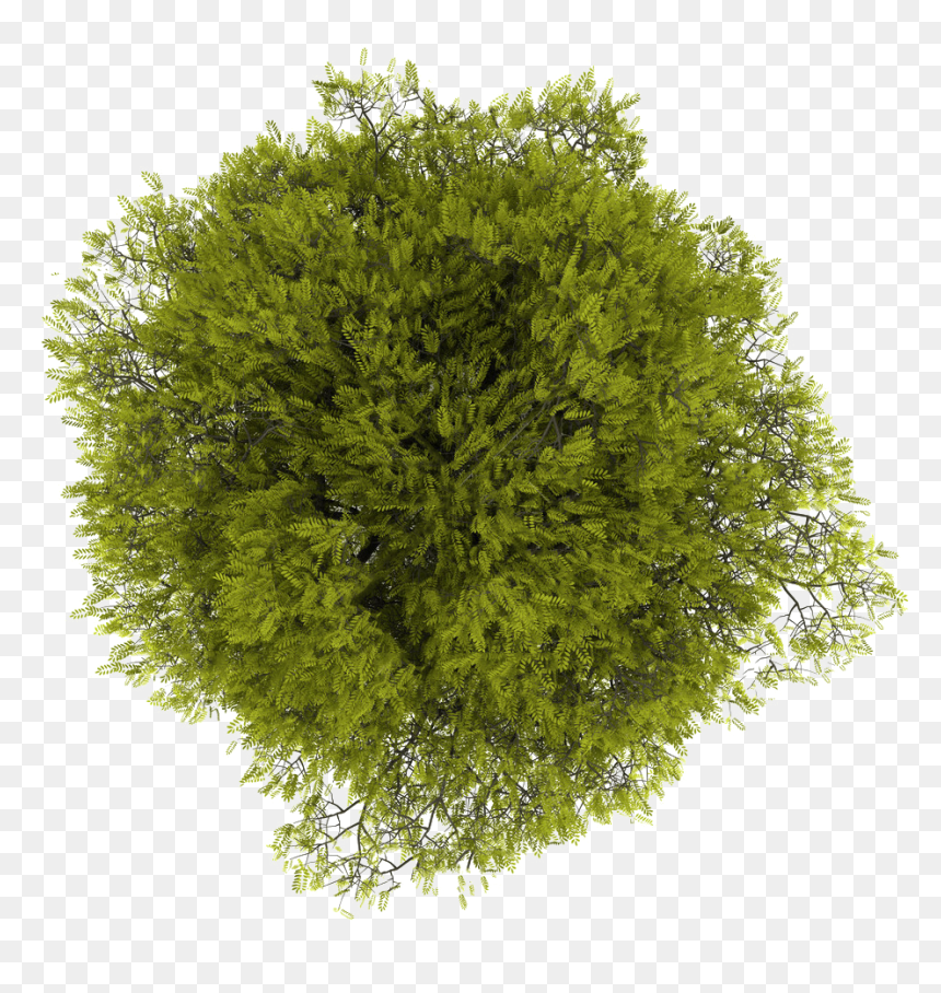 Detail Tree Png Plan Nomer 9