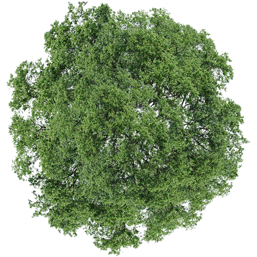 Detail Tree Png Top View Nomer 9