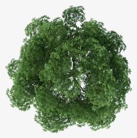 Detail Tree Png Top View Nomer 10