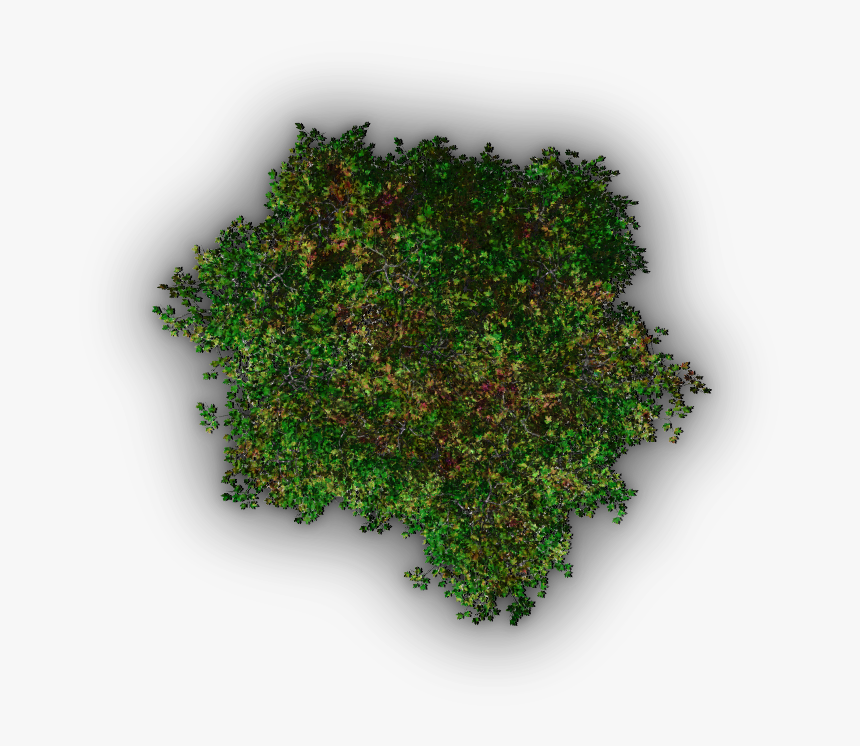 Detail Tree Png Top View Nomer 11