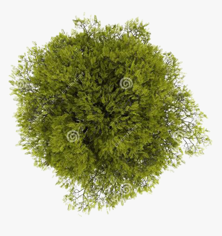 Detail Tree Png Top View Nomer 12