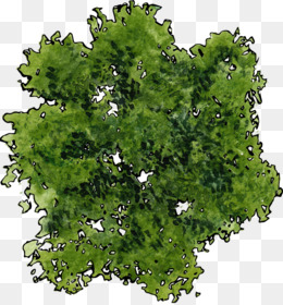Detail Tree Png Top View Nomer 13
