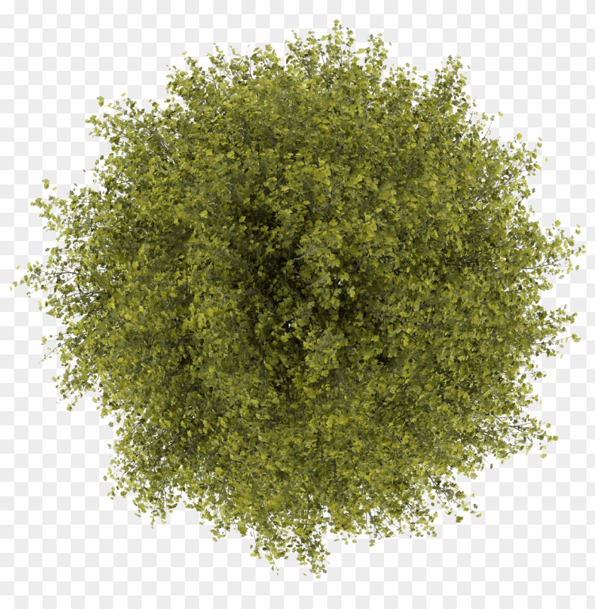 Detail Tree Png Top View Nomer 2