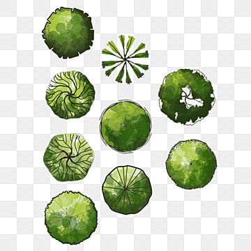 Detail Tree Png Top View Nomer 17