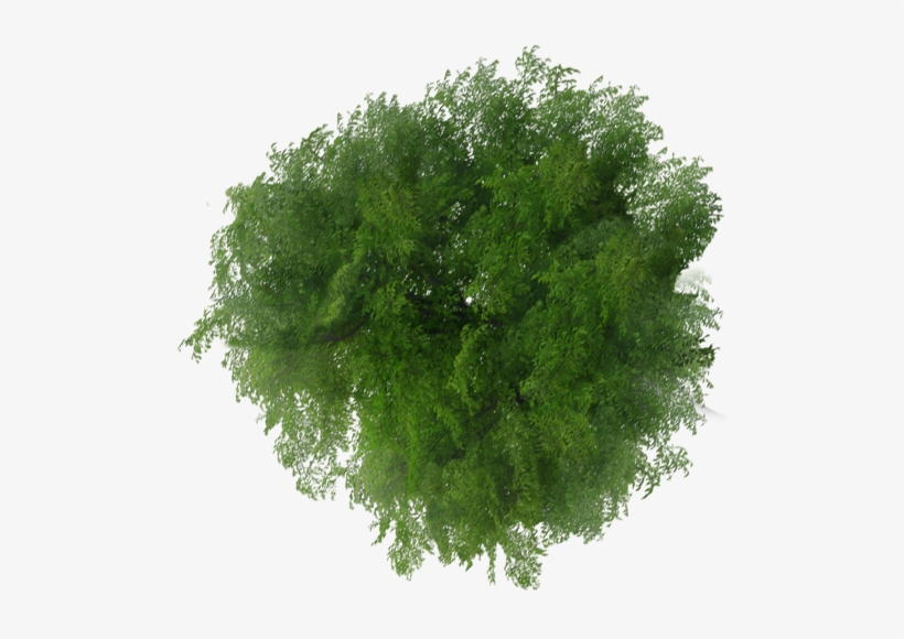 Detail Tree Png Top View Nomer 18