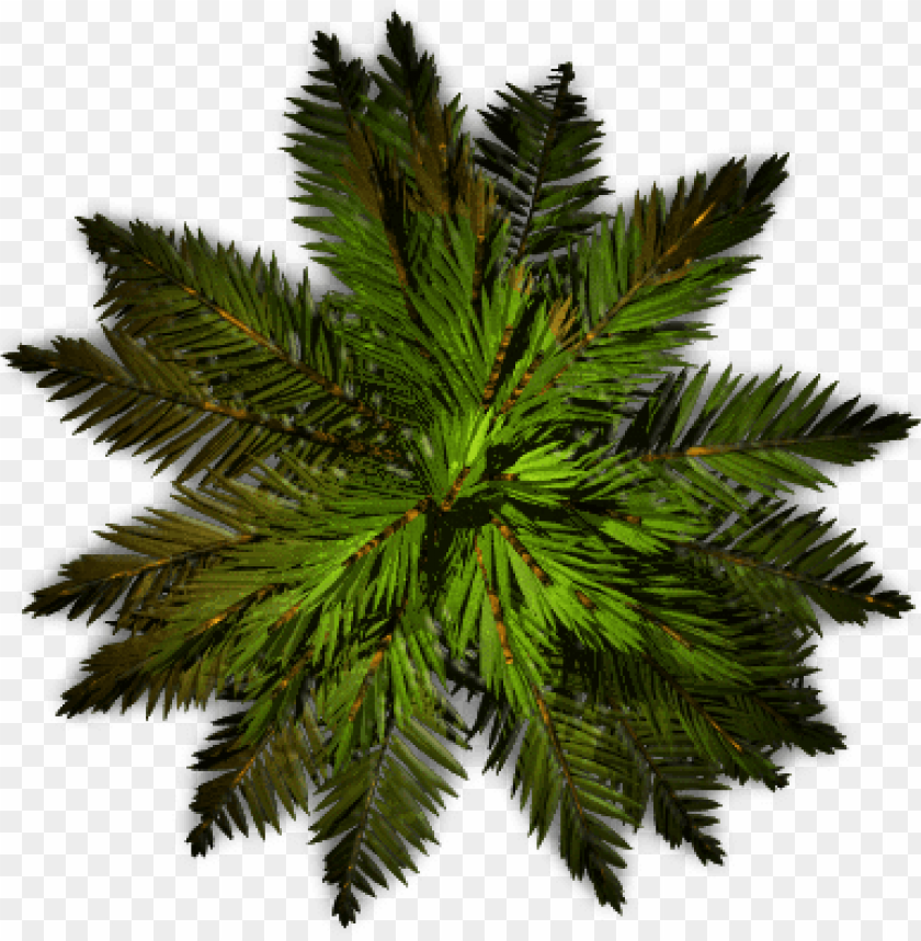 Detail Tree Png Top View Nomer 19