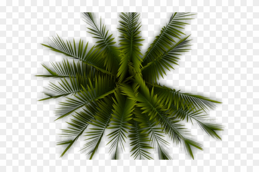 Detail Tree Png Top View Nomer 20