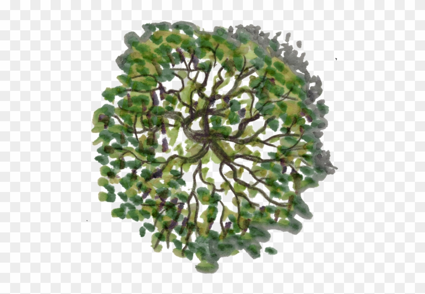 Detail Tree Png Top View Nomer 22