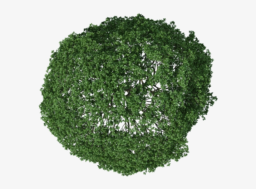 Detail Tree Png Top View Nomer 23