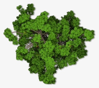 Detail Tree Png Top View Nomer 24