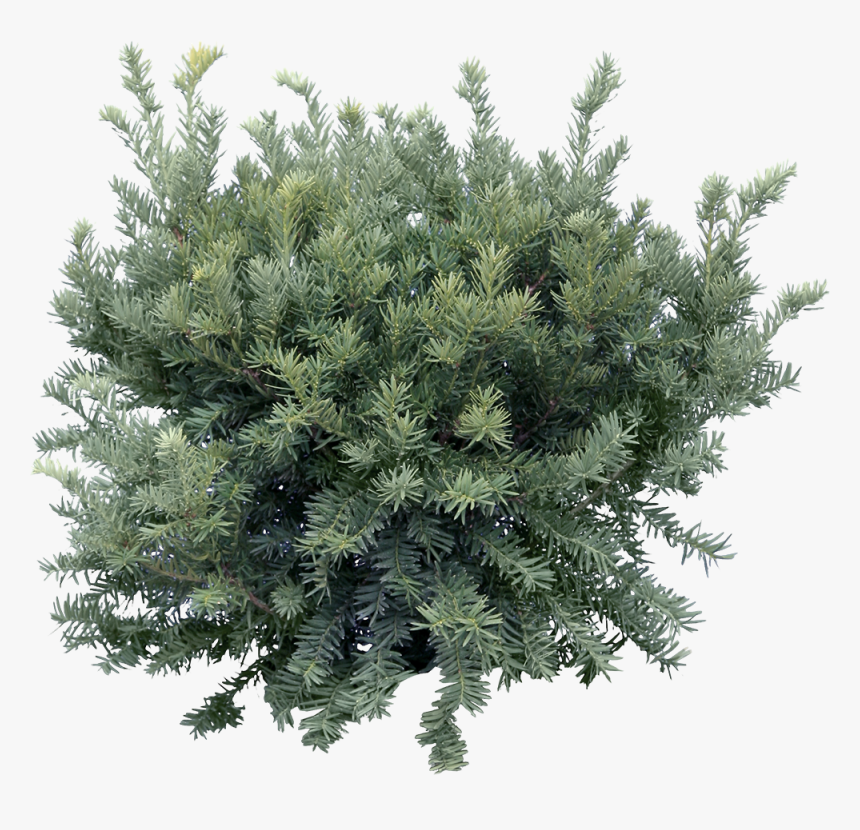 Detail Tree Png Top View Nomer 25
