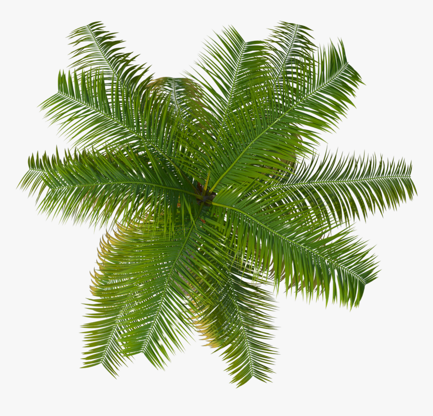 Detail Tree Png Top View Nomer 26