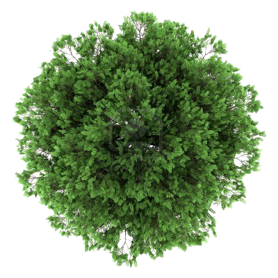 Detail Tree Png Top View Nomer 27