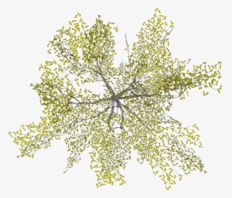 Detail Tree Png Top View Nomer 28