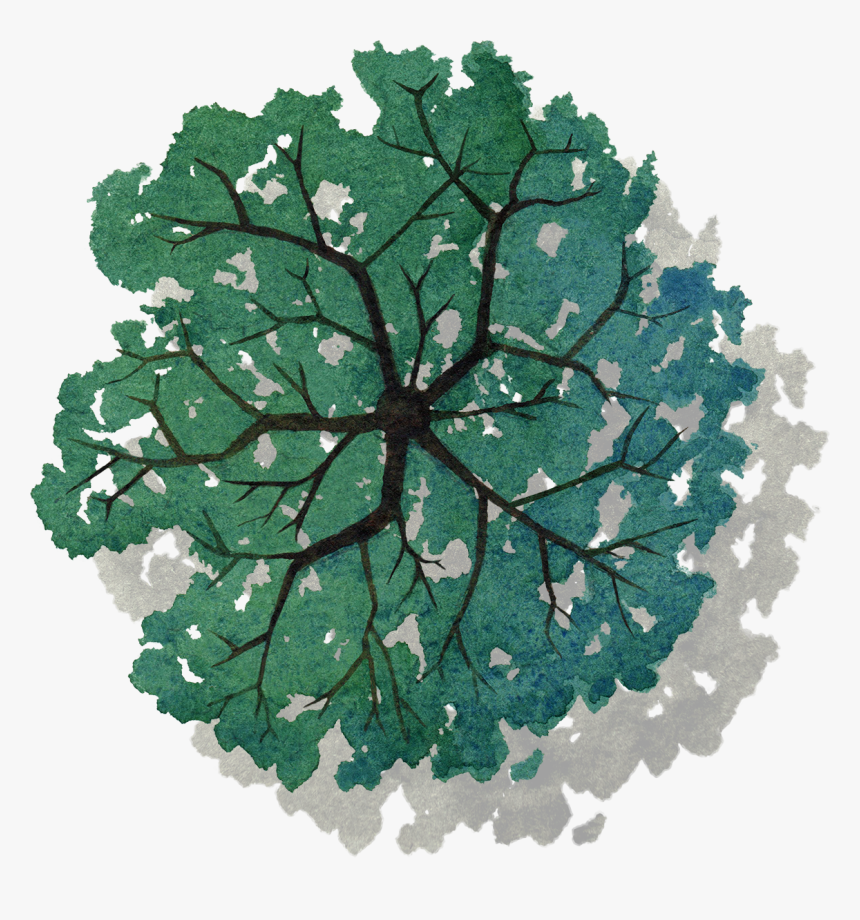 Detail Tree Png Top View Nomer 29