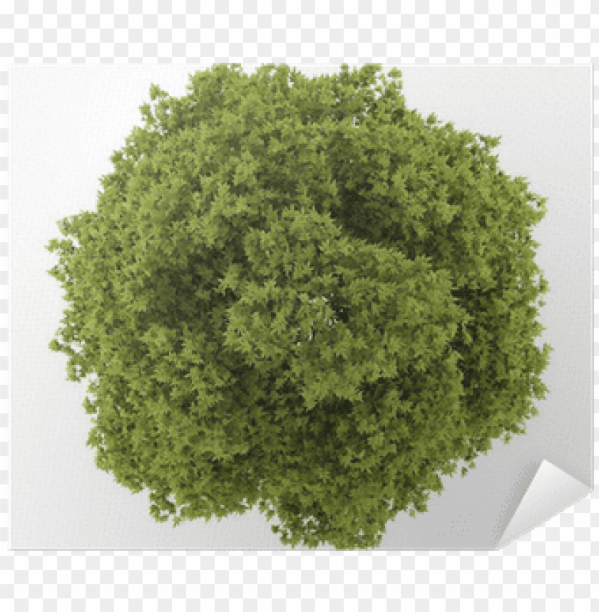Detail Tree Png Top View Nomer 30
