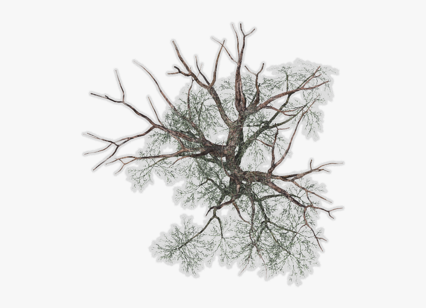 Detail Tree Png Top View Nomer 31