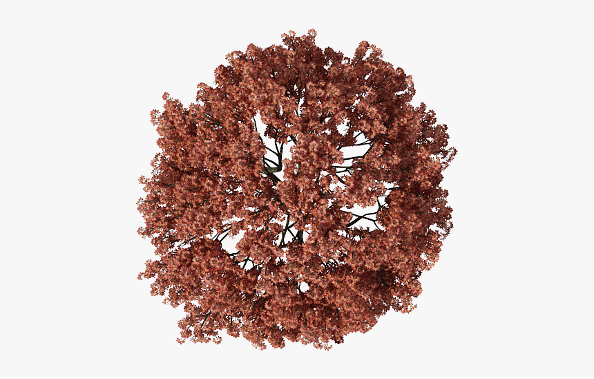 Detail Tree Png Top View Nomer 32