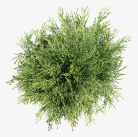 Detail Tree Png Top View Nomer 33