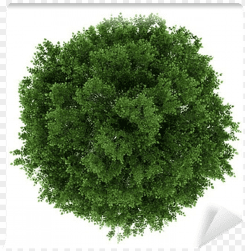 Detail Tree Png Top View Nomer 37