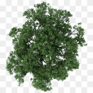 Detail Tree Png Top View Nomer 39