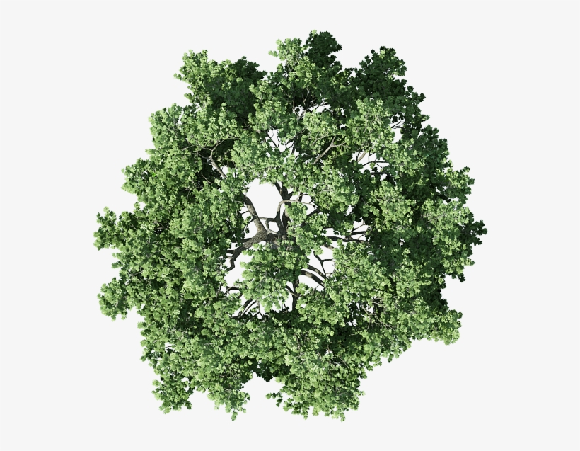 Detail Tree Png Top View Nomer 5