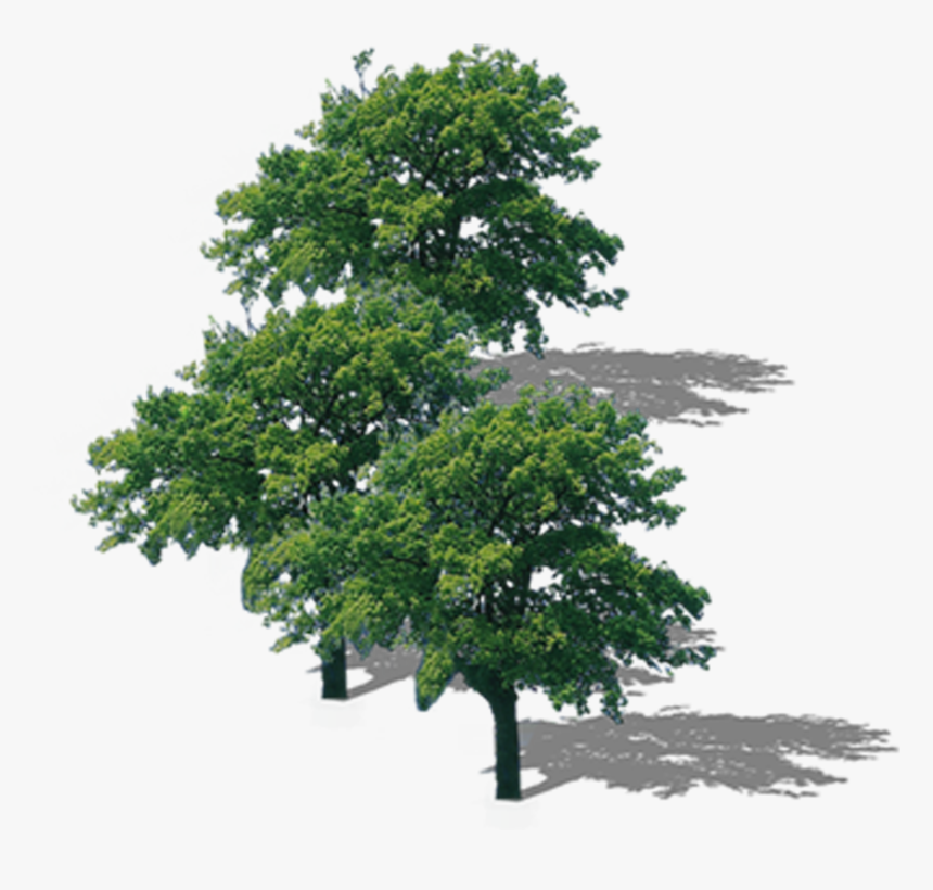 Detail Tree Png Top View Nomer 40