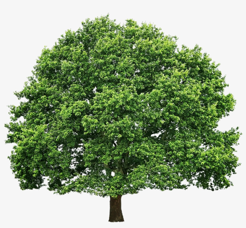 Detail Tree Png Top View Nomer 42