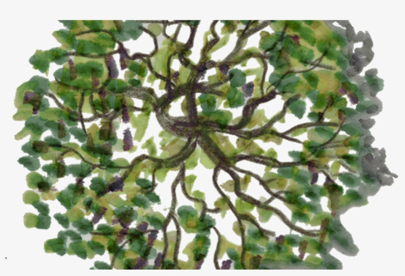 Detail Tree Png Top View Nomer 43