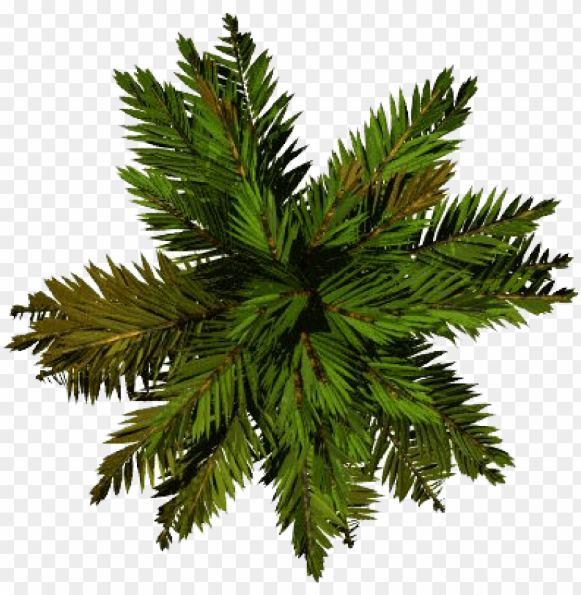 Detail Tree Png Top View Nomer 45
