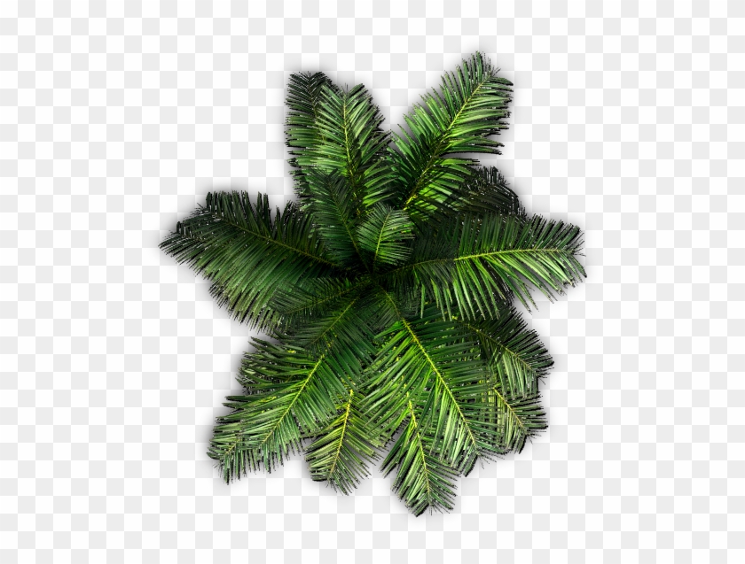 Detail Tree Png Top View Nomer 46