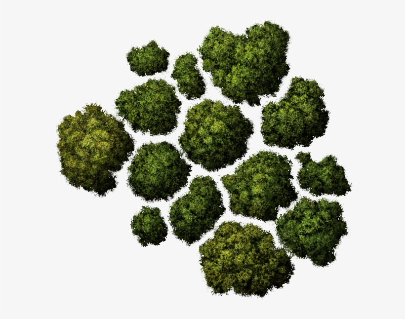 Detail Tree Png Top View Nomer 6