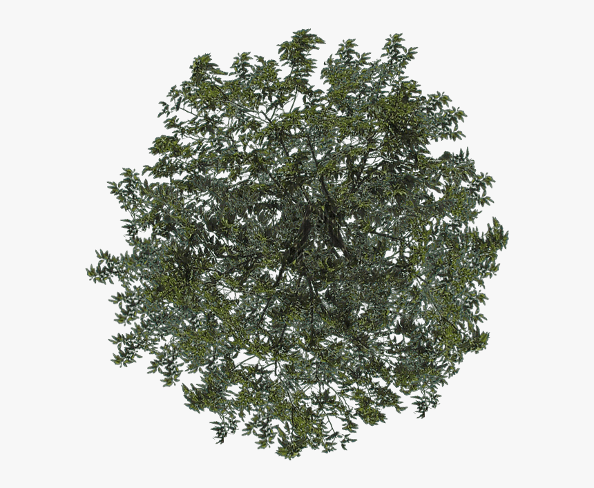 Detail Tree Png Top View Nomer 7
